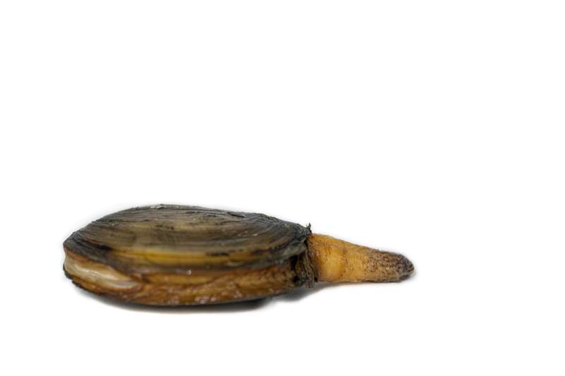 geoduck