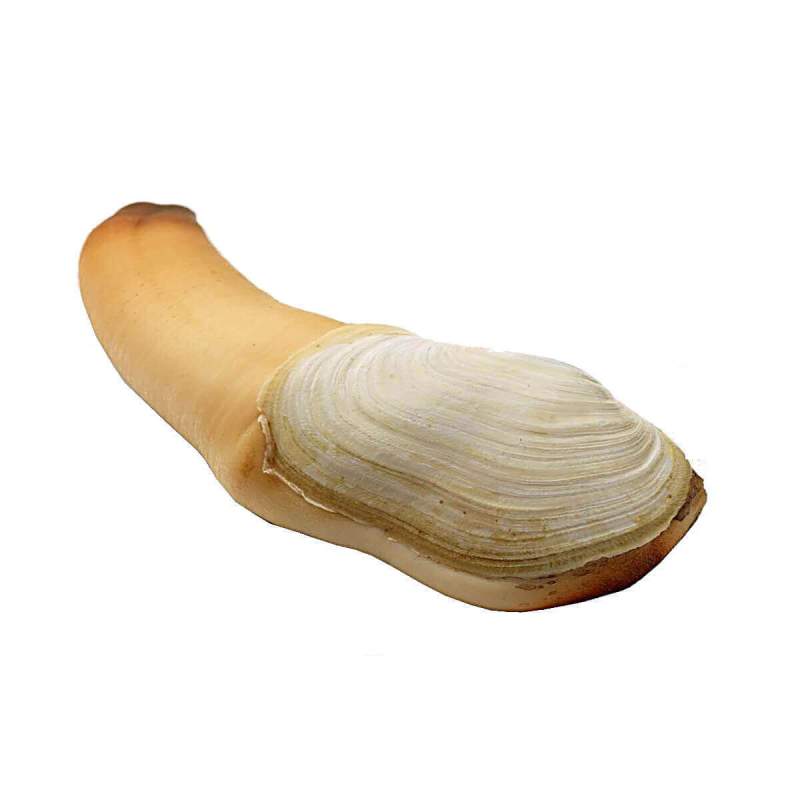 geoduck